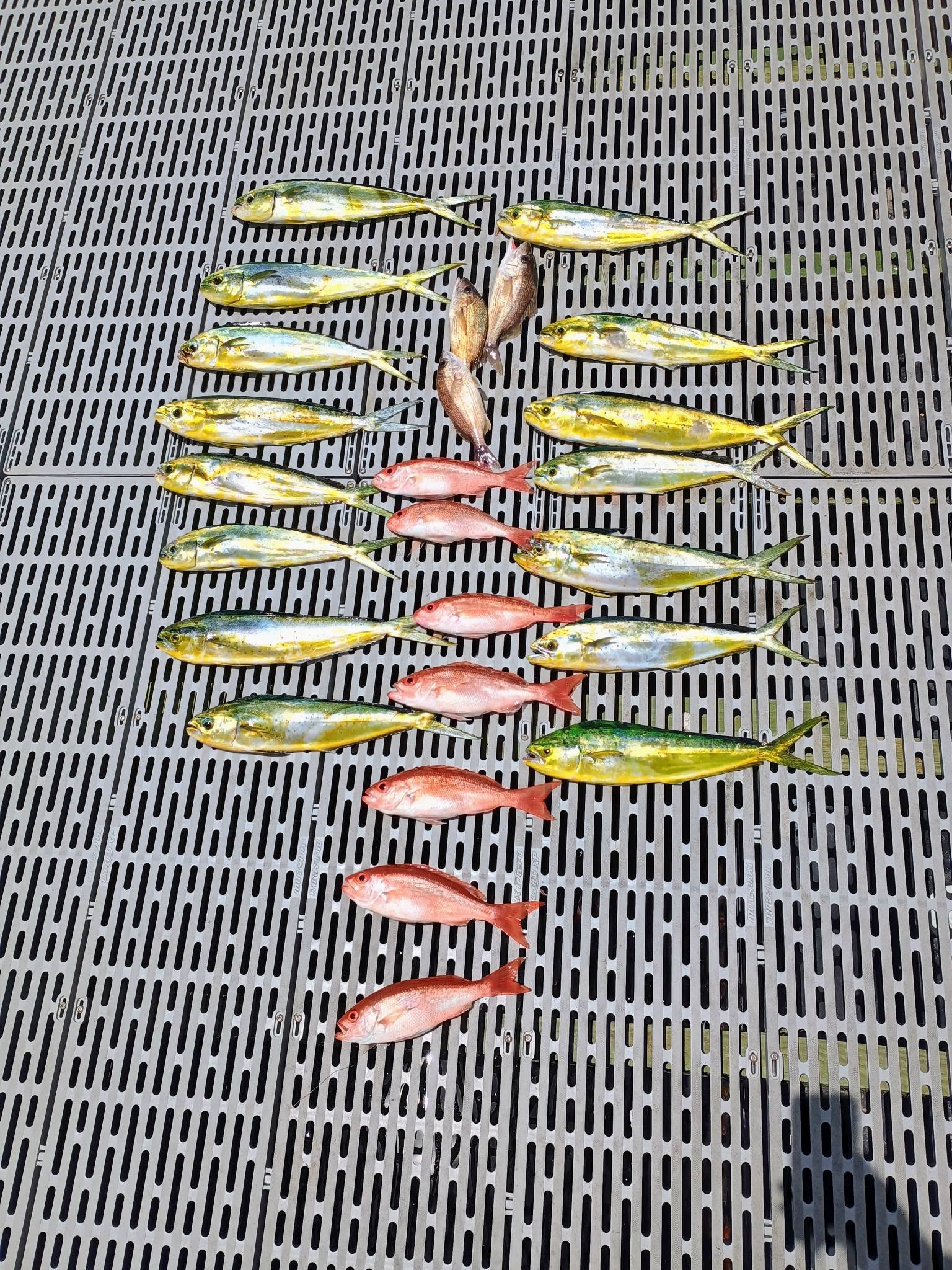 Fresh caught mahi mahi and red snapper laid out on boat deck in Panama City FL