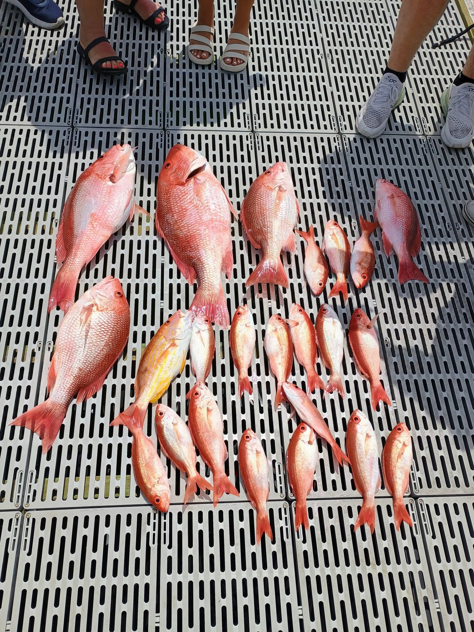 Fresh caught red snapper and mixed species fish displayed on boat deck in Panama City FL