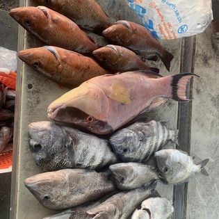 Two fish caught in Florida