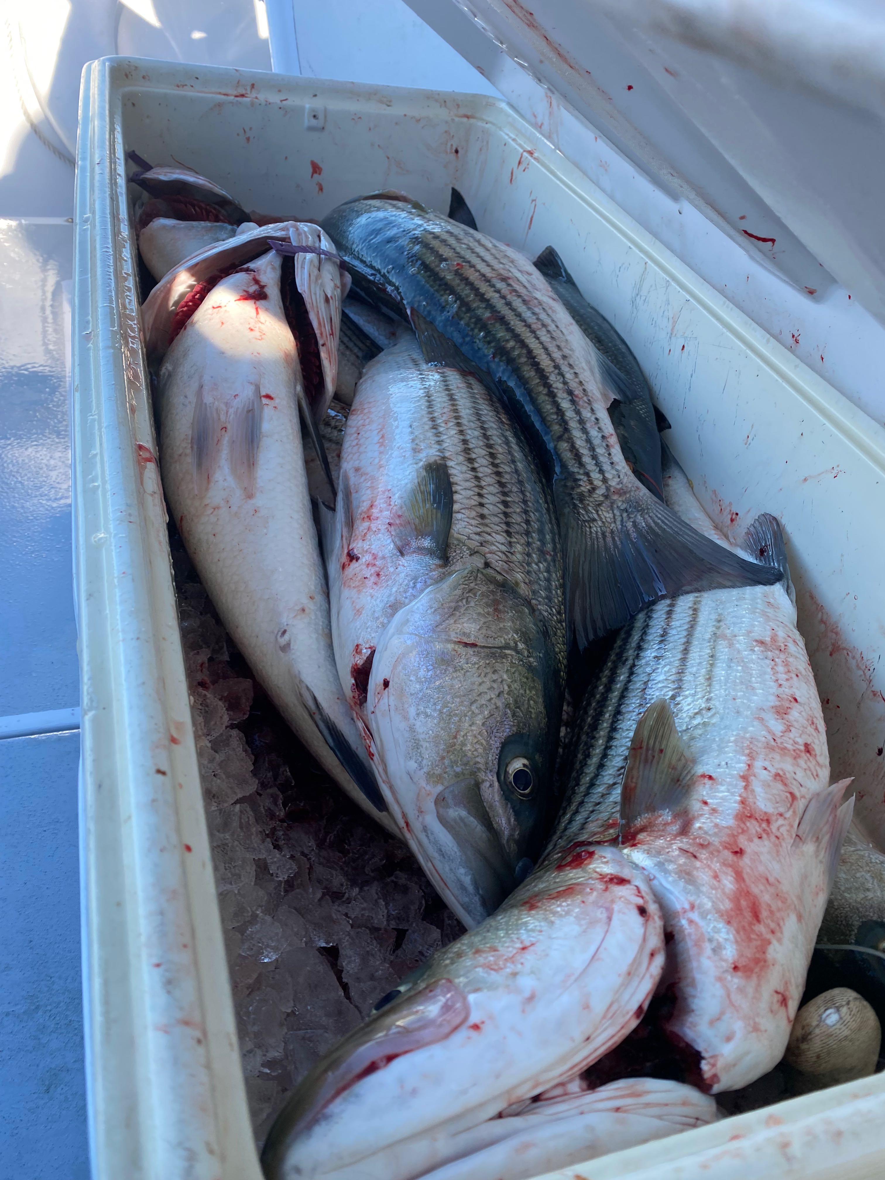 Three fish caught while fishing in NJ