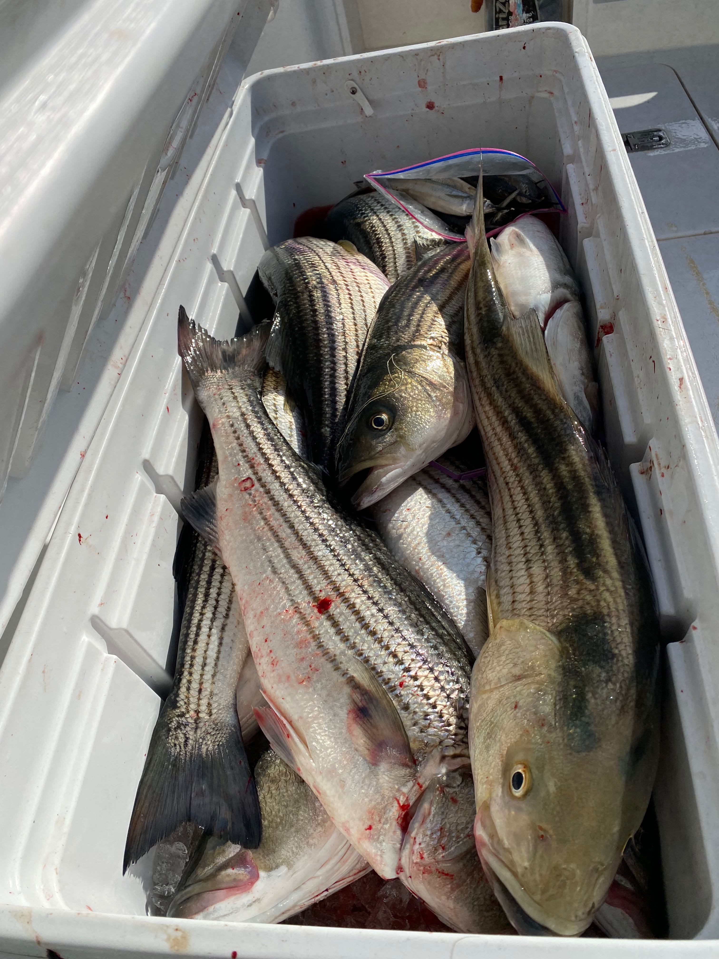 Three striped bass caught while fishing in Belmar