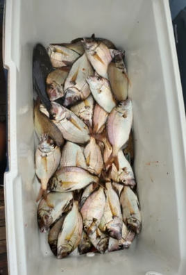 3 fish caught while fishing in MA