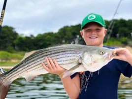 Striped bass caught in MA