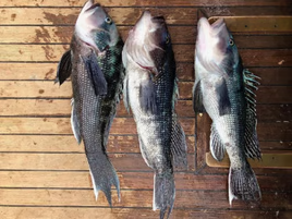 Three fish caught in MA