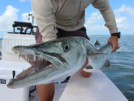 A great barracuda fish caught in FL
