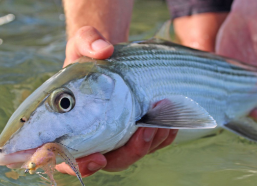 Angler holding a 17-inch fish in Big Pine Key