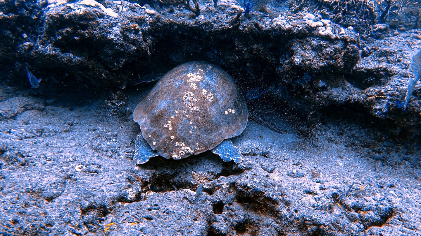An oyster toadfish in the water near Dania Beach