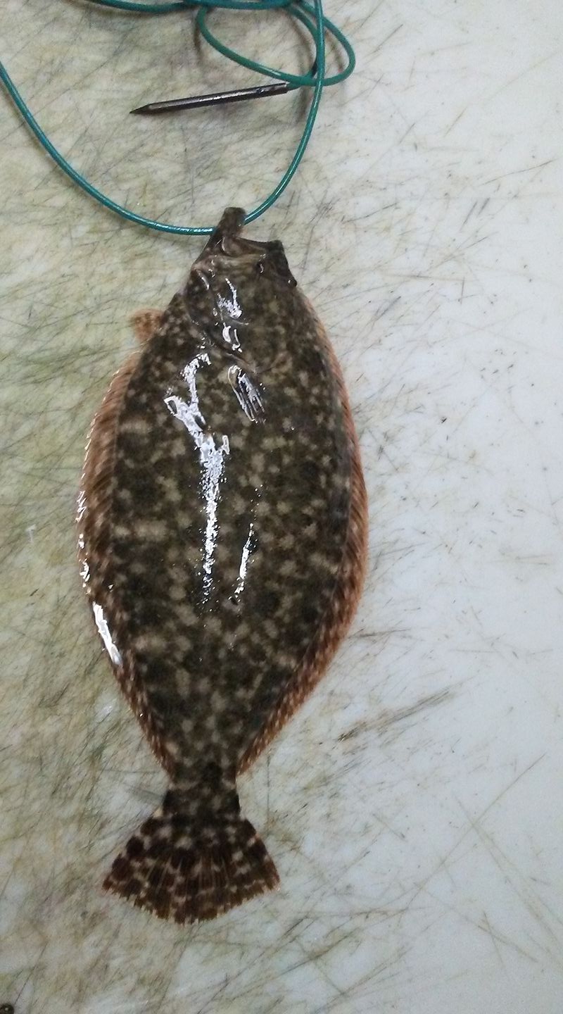 Fishing in TX