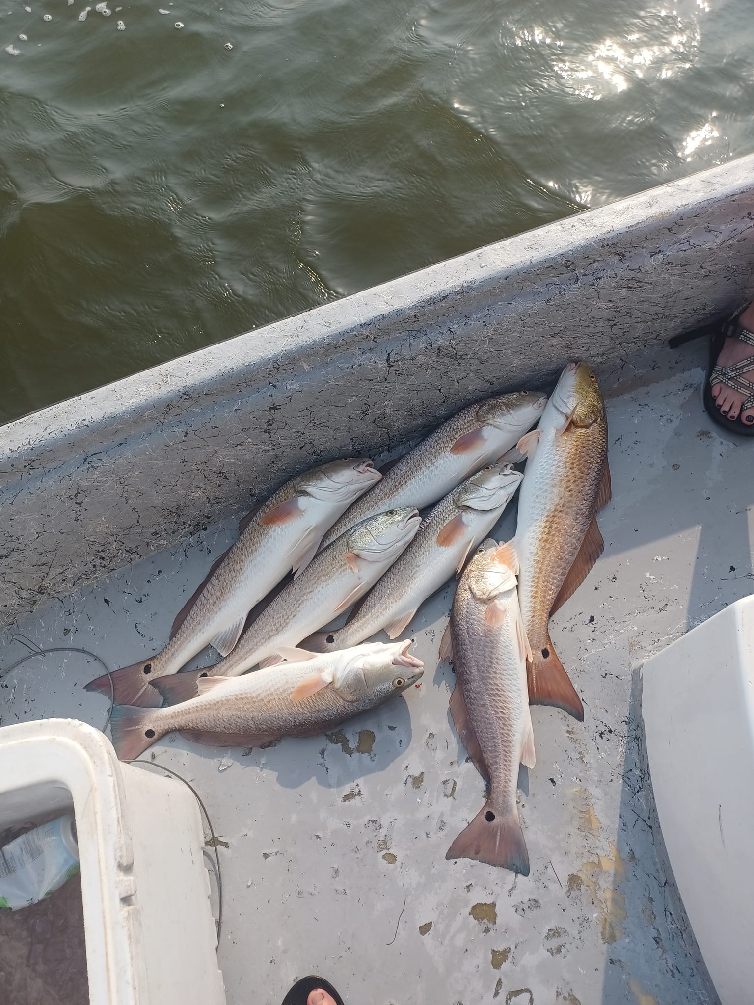 Four redfish caught in Corpus Christi