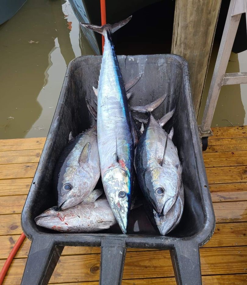 Three large fish catch in gray container on dock - Yellowfin Tuna, Wahoo Fish, and Blackfin Tuna from Santa Rosa Beach FL fishing trip