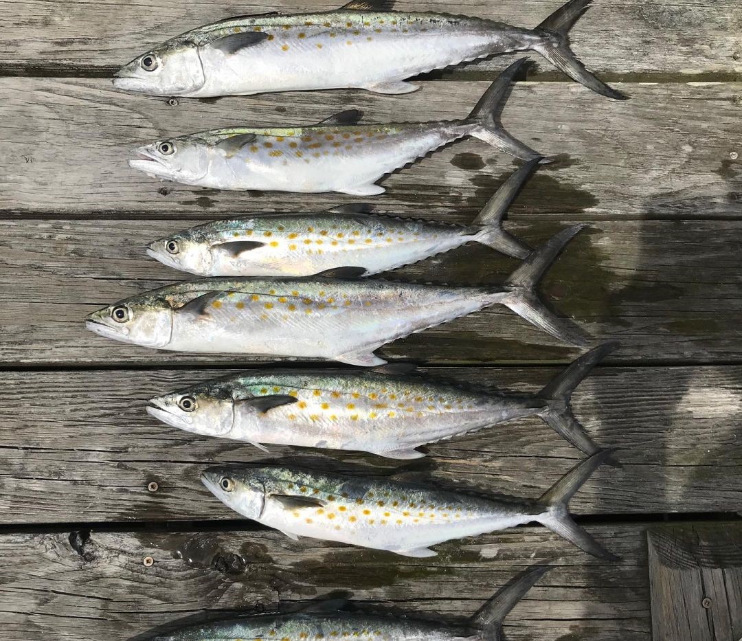 7 Spanish Mackerel fish caught in NC