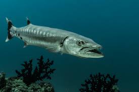 Private Barracuda fishing charter boat in Cozumel waters with Captain Manny Pool