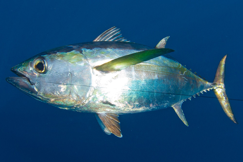 Blackfin Tuna fishing charter boat in Cozumel waters with Captain Manny Pool's Prowler 22'