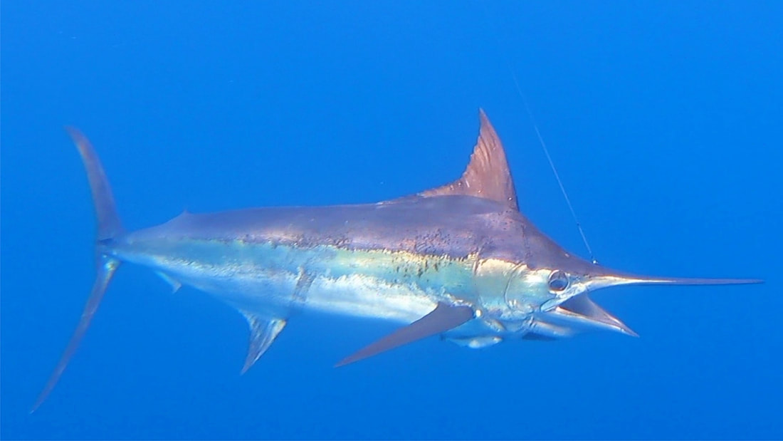 White and Blue Marlin fishing boat charter with Captain Manny in Cozumel waters, Mexico