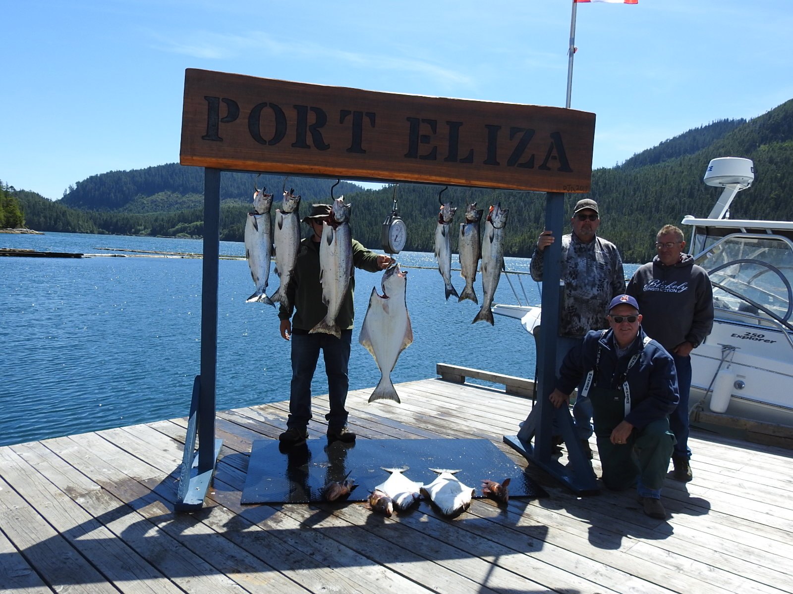 3 pink salmon being caught by 3 people in Tahsis