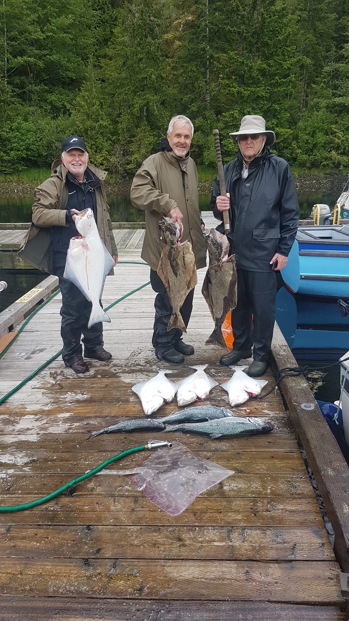 Two Pacific Halibut fish caught in Tahsis