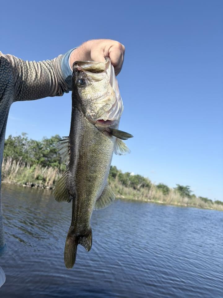 Largemouth bass being held up after successful catch in Weston FL waters