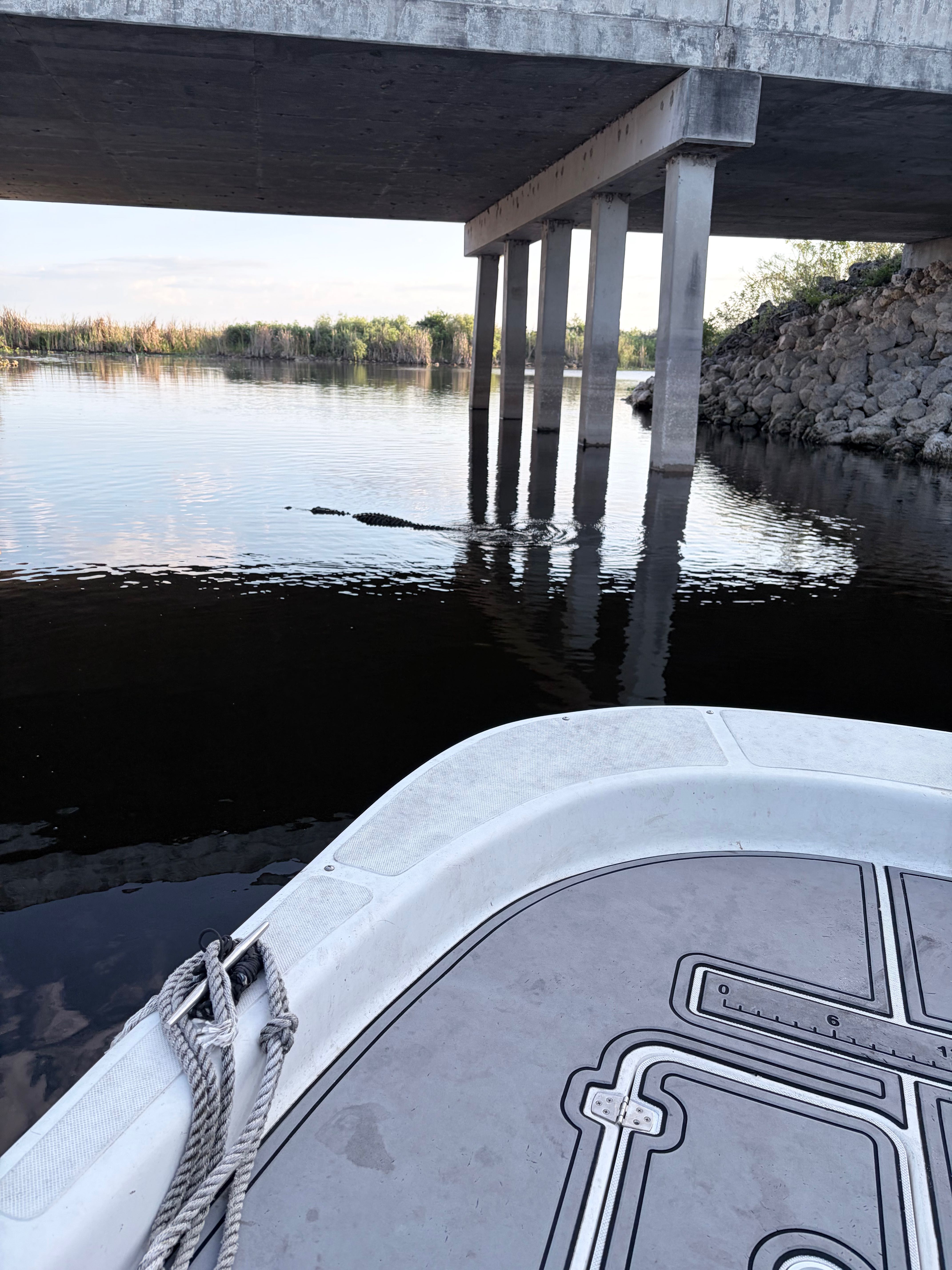Alligator swimming in calm waters near concrete bridge in Weston FL