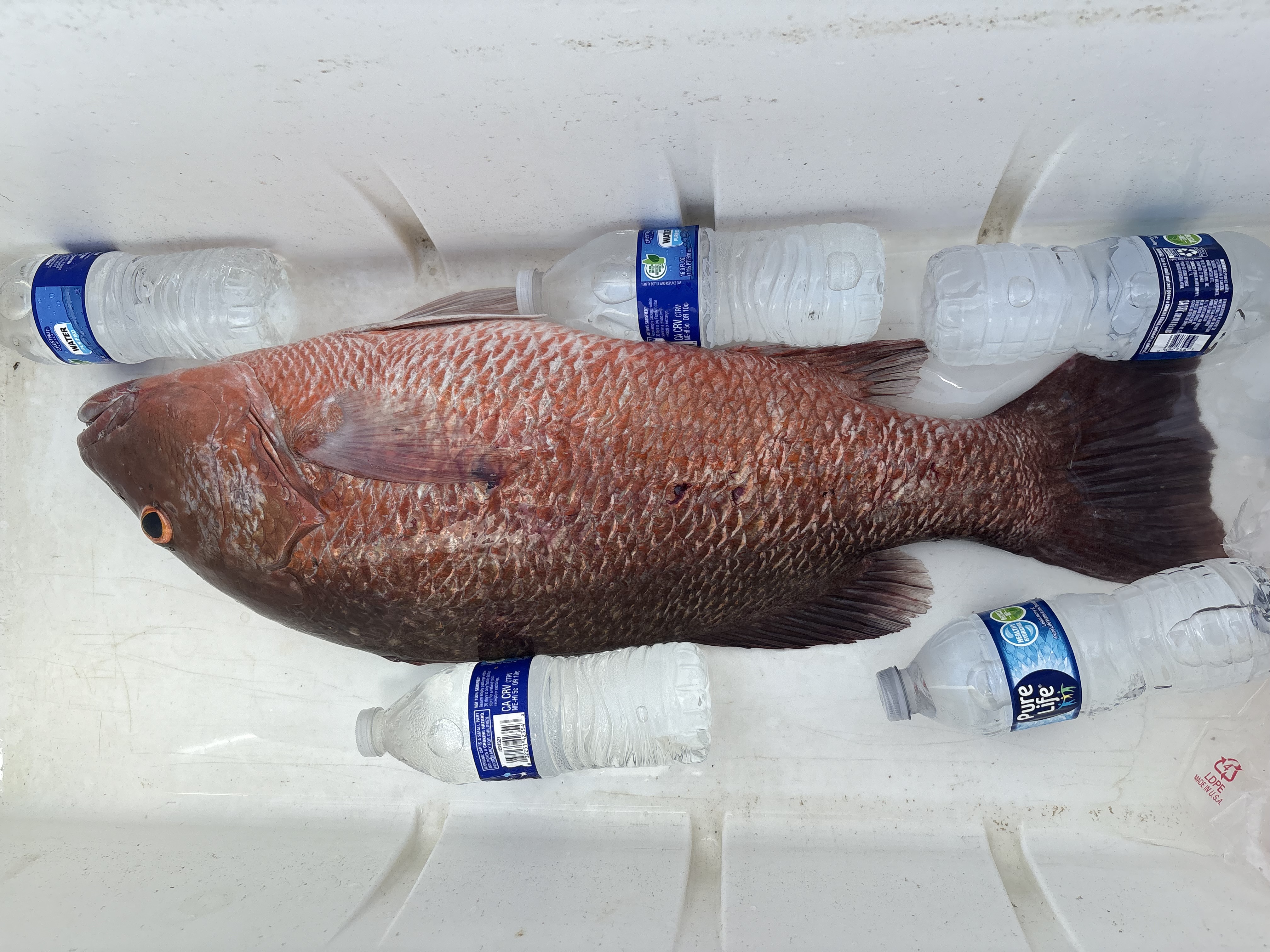 Fresh caught grey snapper on ice with water bottles in cooler from Palm Bay FL fishing trip