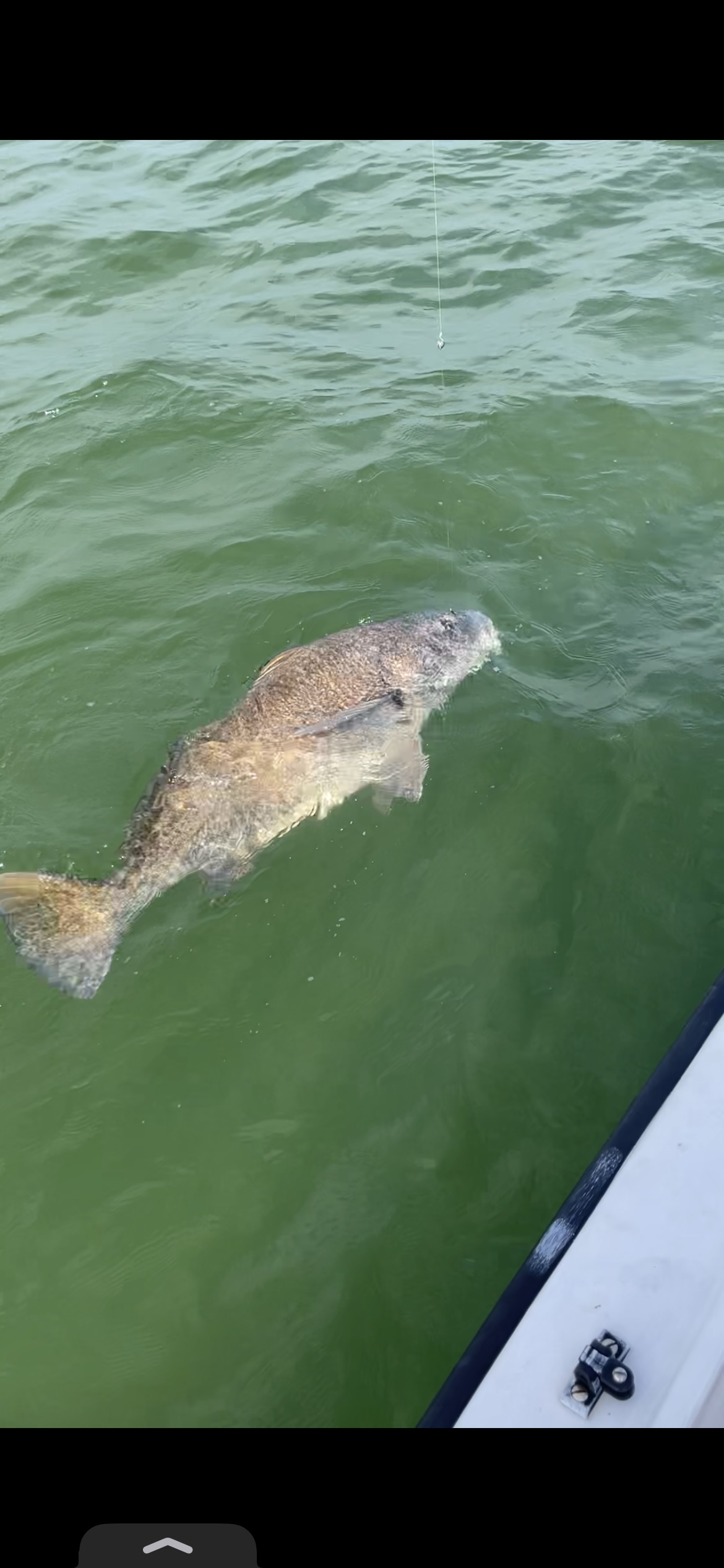 Large fish swimming near fishing boat in Palm Bay FL waters