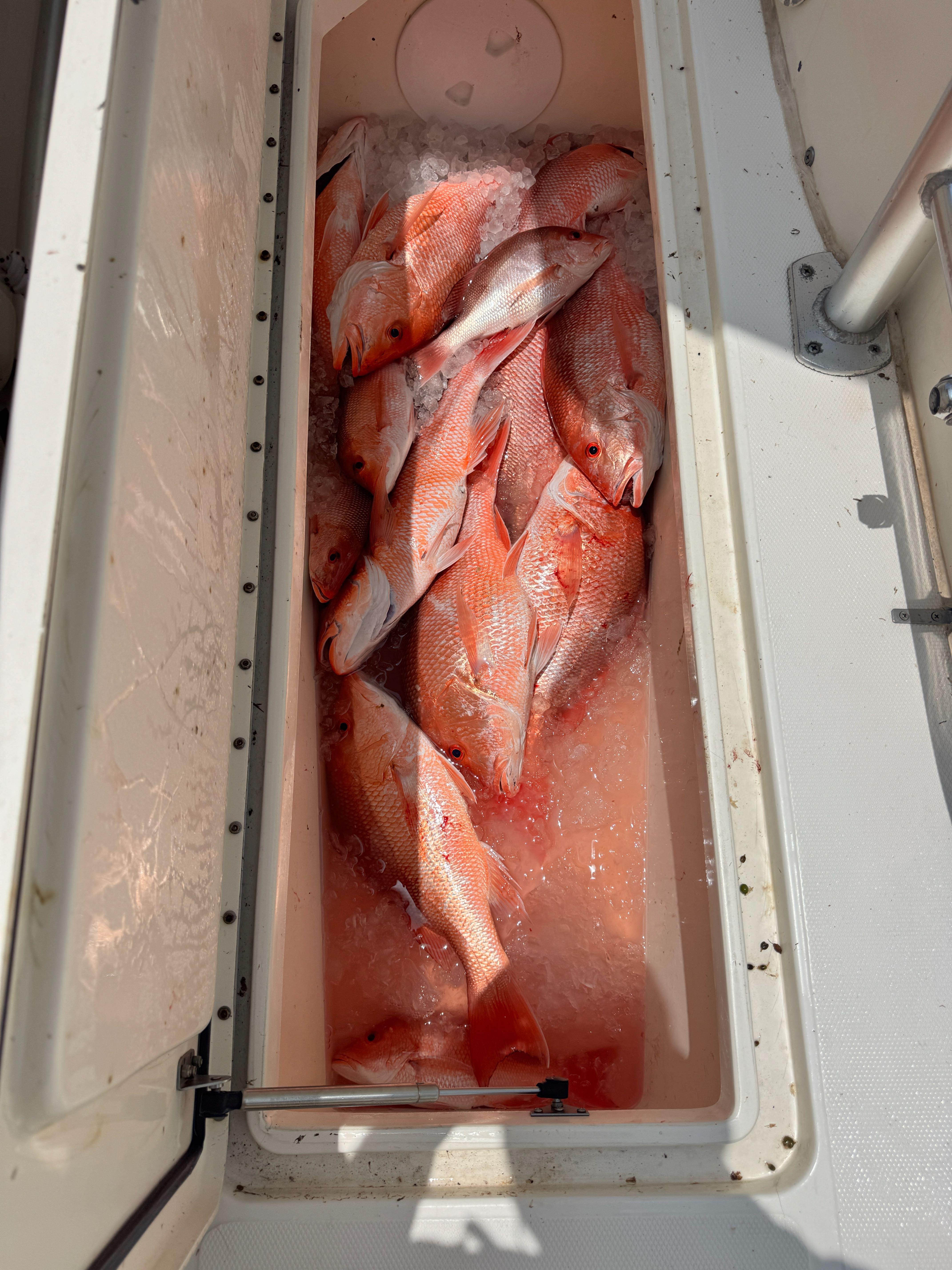 Fresh caught red snapper fish in cooler with ice from Port Isabel TX fishing trip