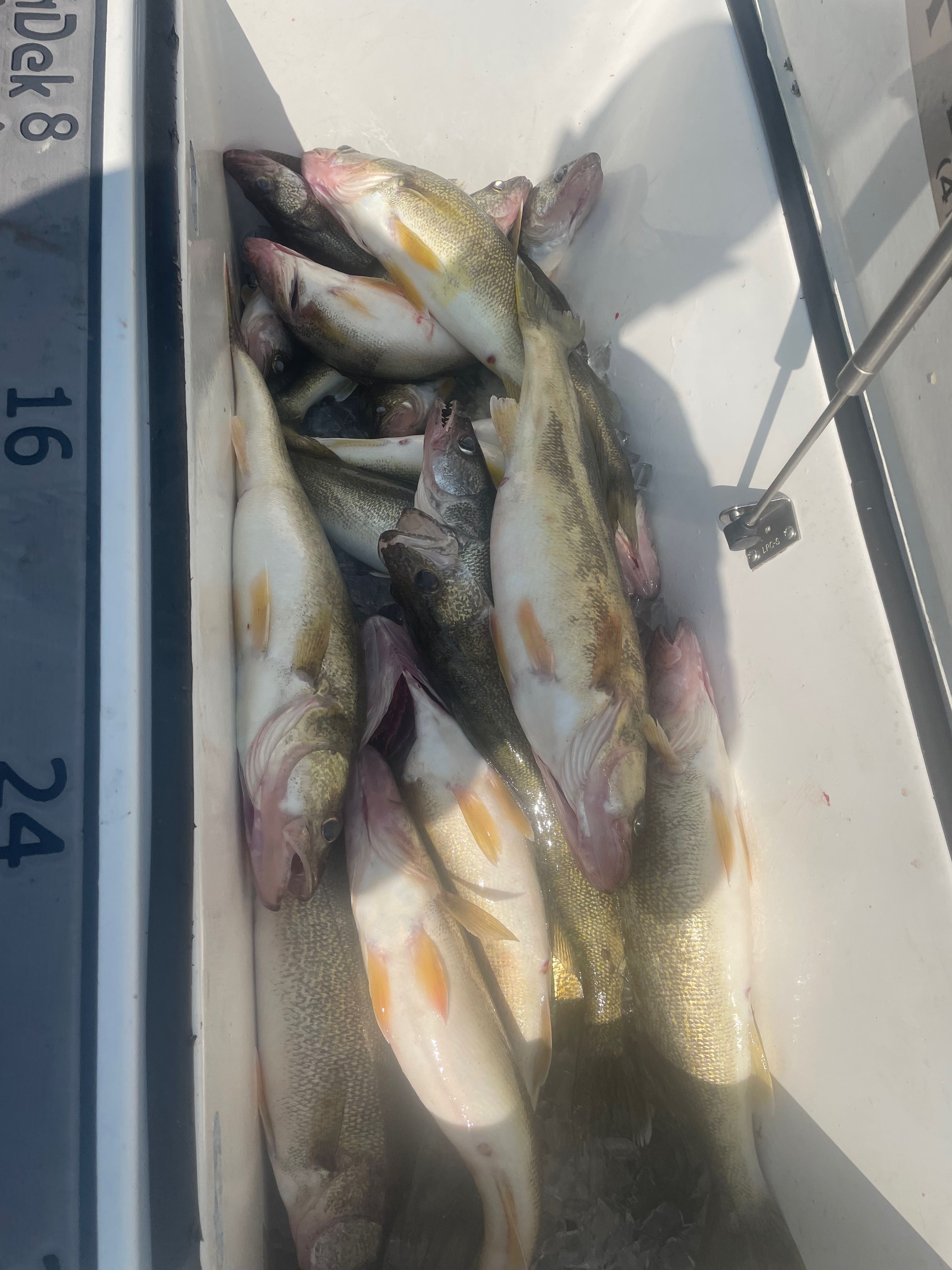 5 fish caught while fishing in OH