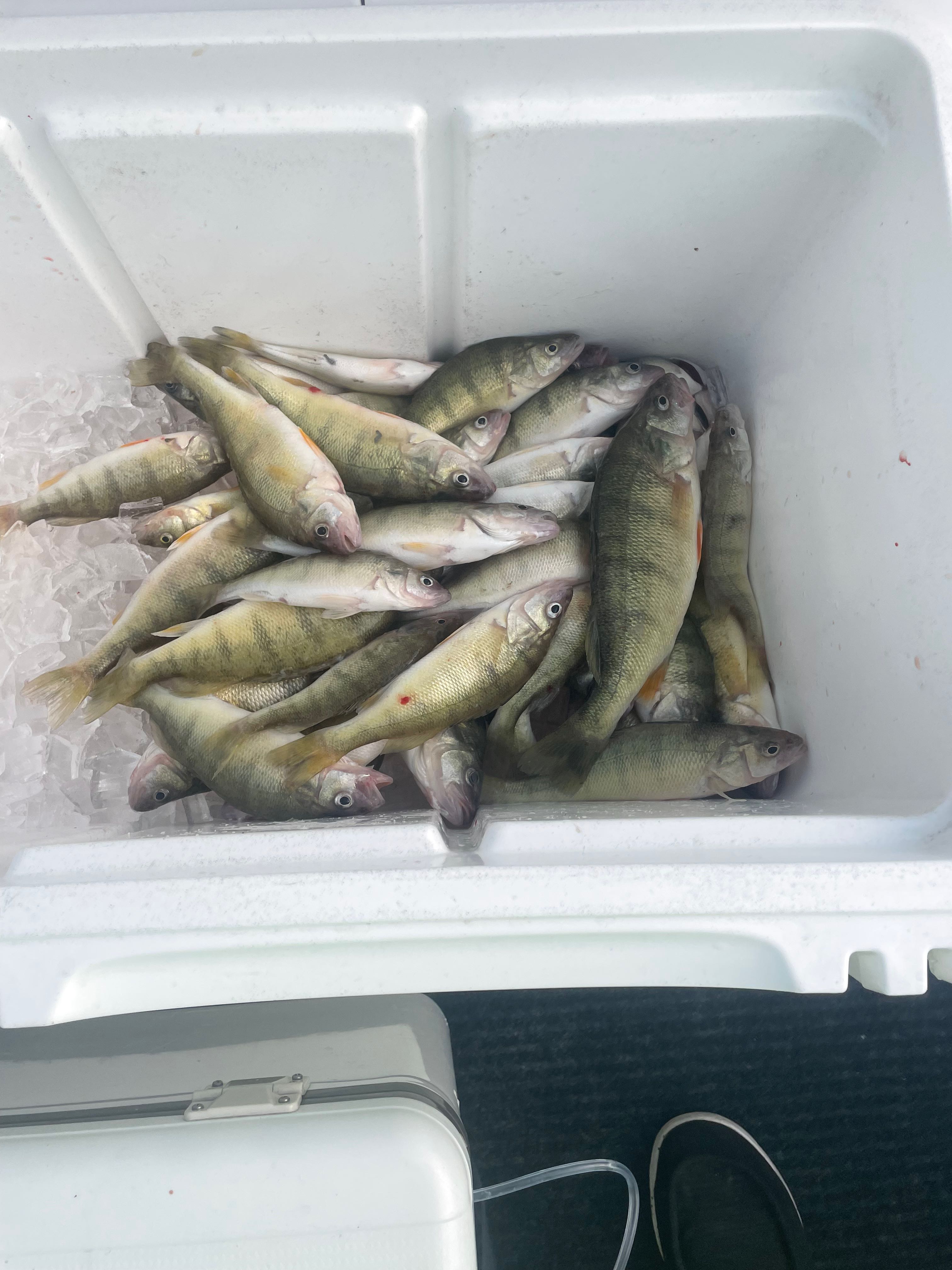 7 Northern Kingfish at Lakeside Marblehead