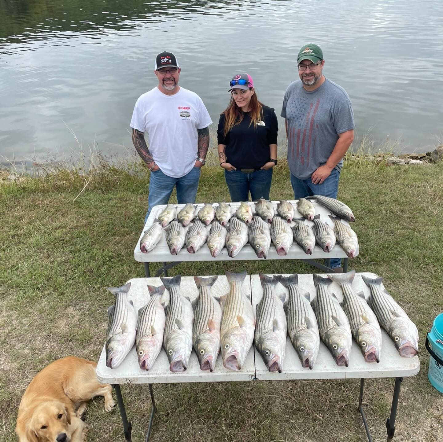 7 striped bass caught during fishing in Clifton