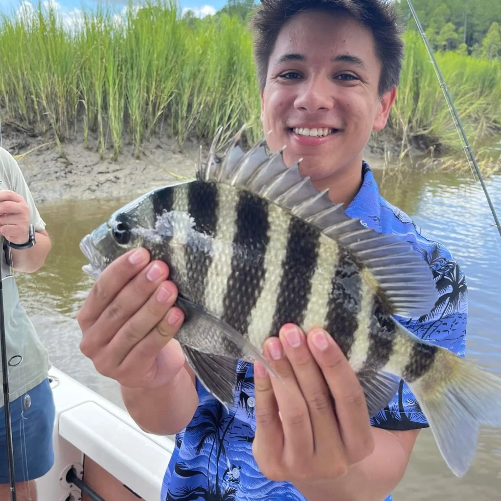 Sheepshead fish caught in Mount Pleasant