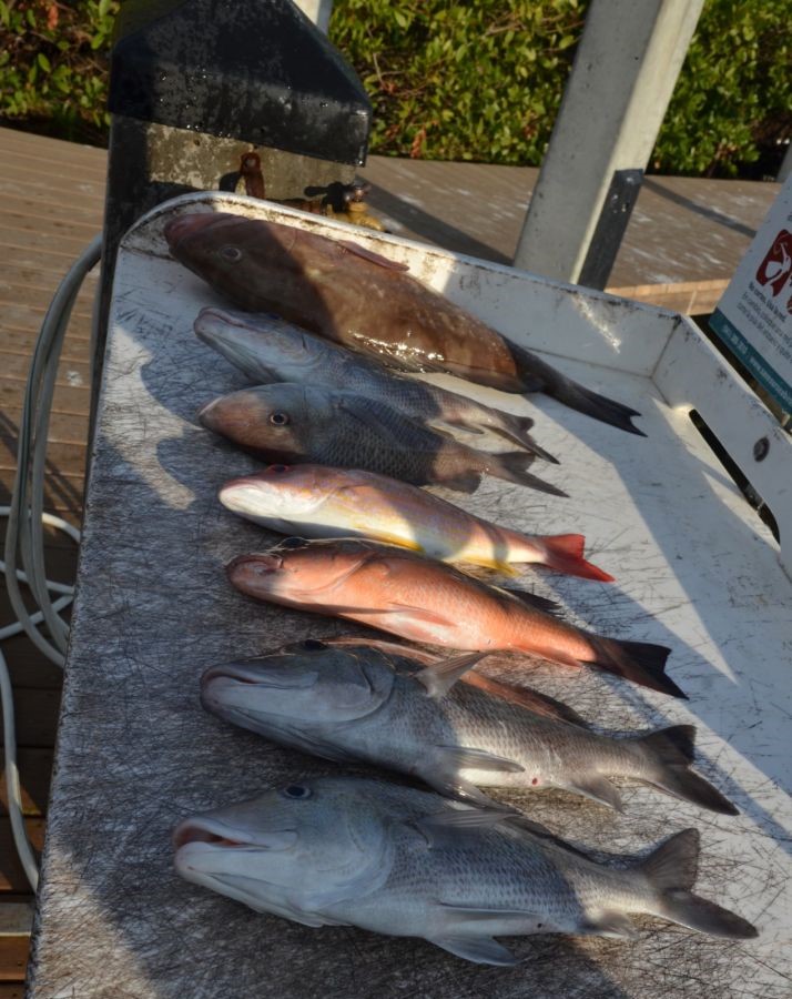 4 fish caught at Bradenton Beach during fishing trip