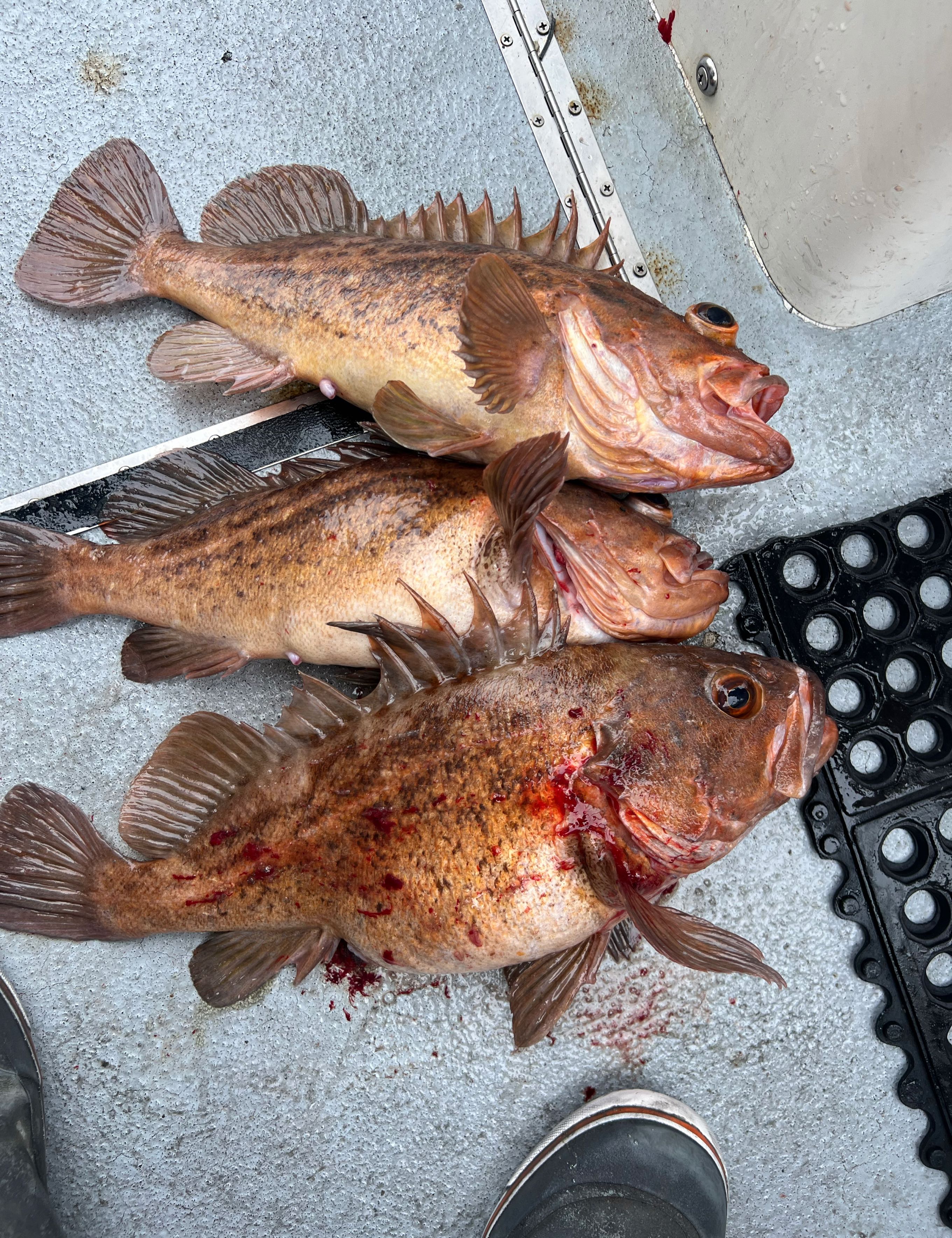 Three fish caught while fishing in San Pedro