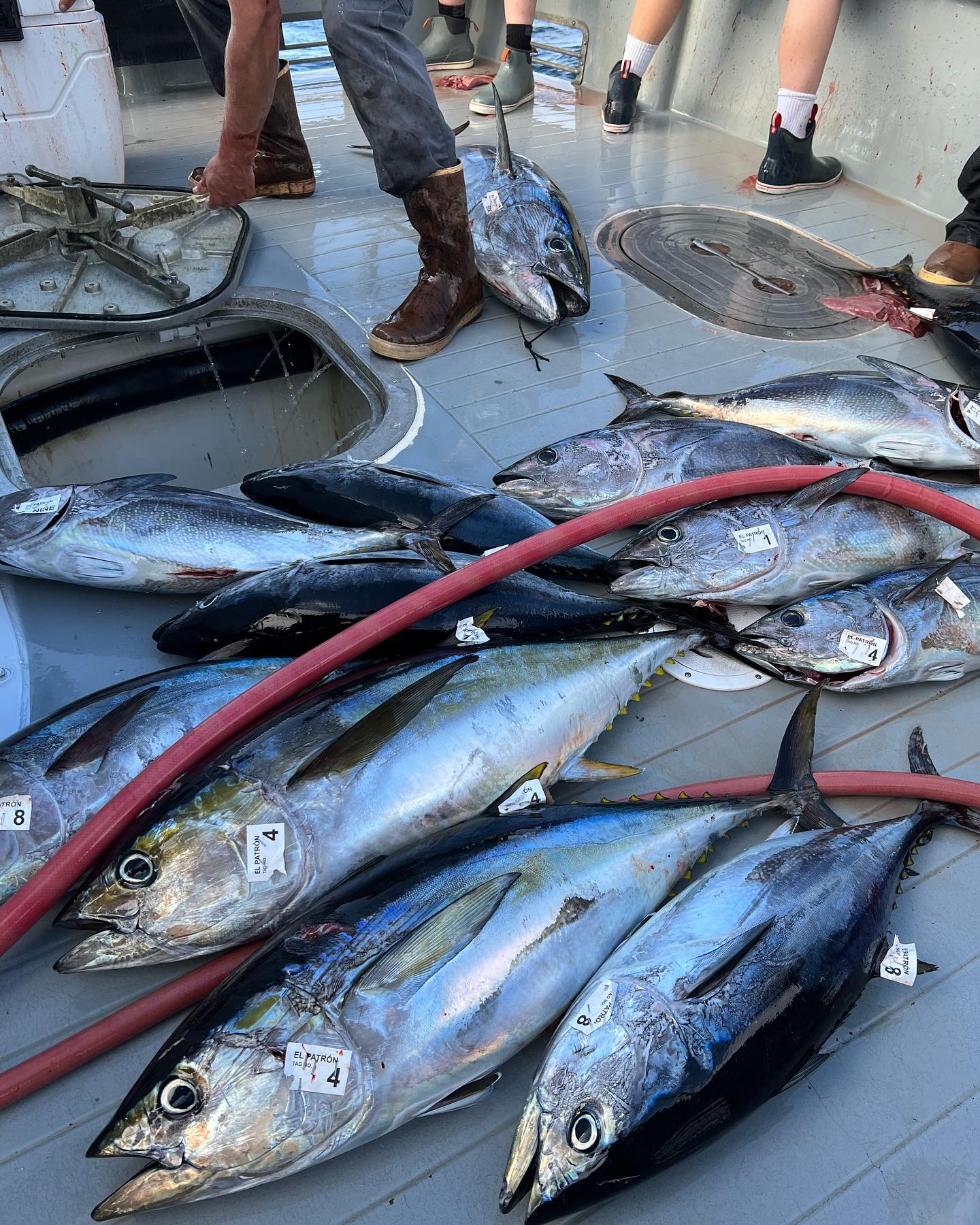 4 blackfin tuna fish caught while fishing in CA