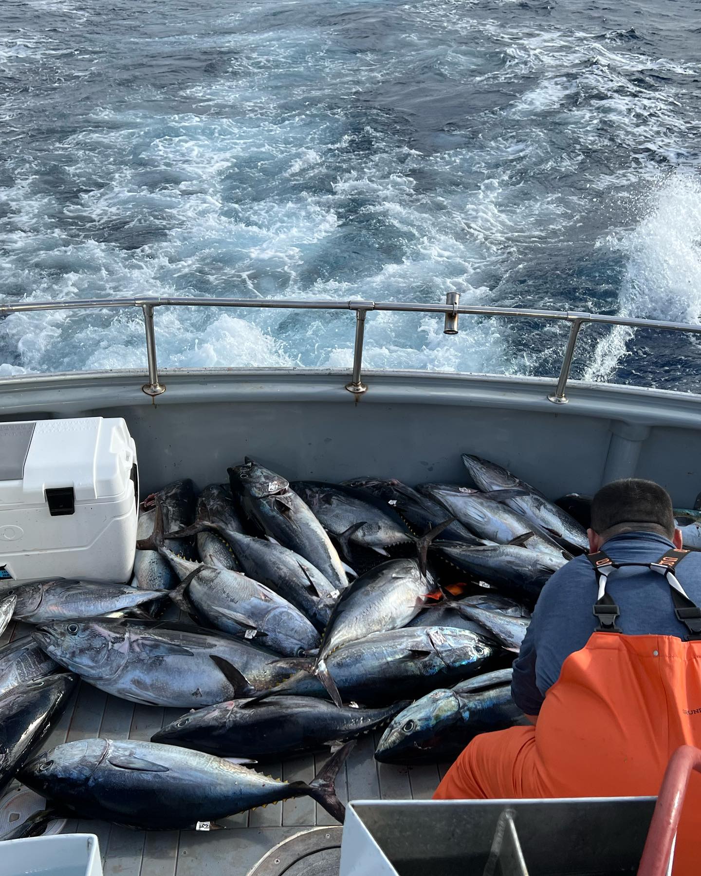 Three Blackfin Tuna caught while fishing in CA