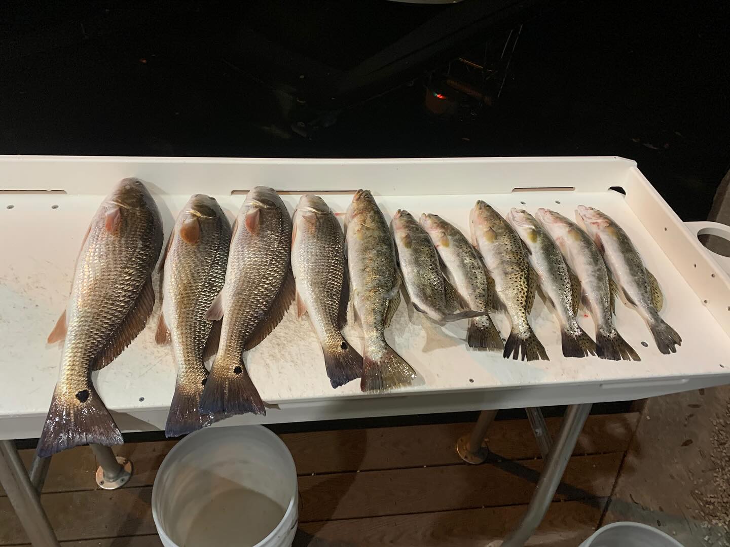 9 redfish and spotted weakfish caught during fishing and hunting