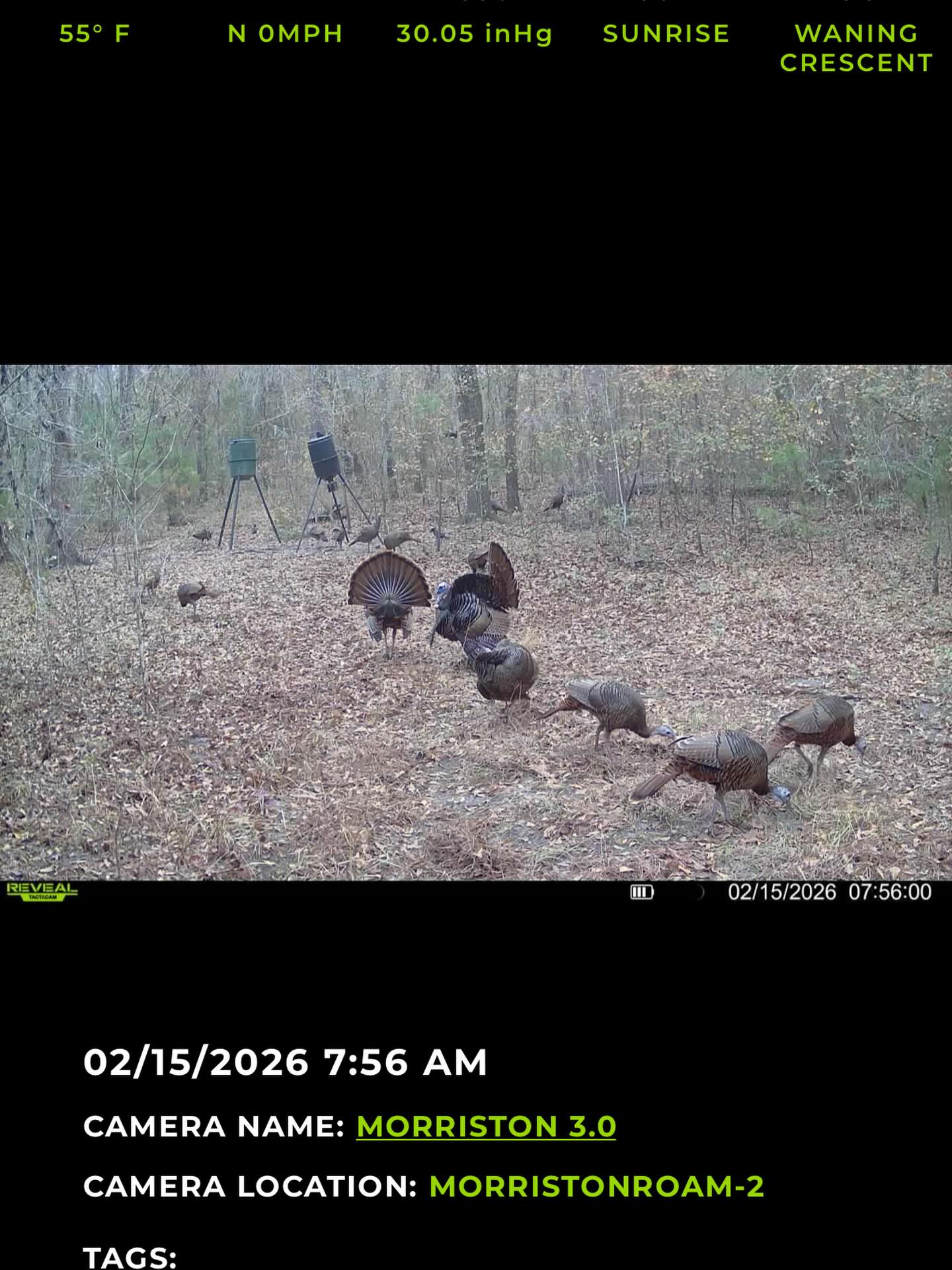 Trail camera captures wild turkeys feeding in forest clearing with hunting feeders visible in background