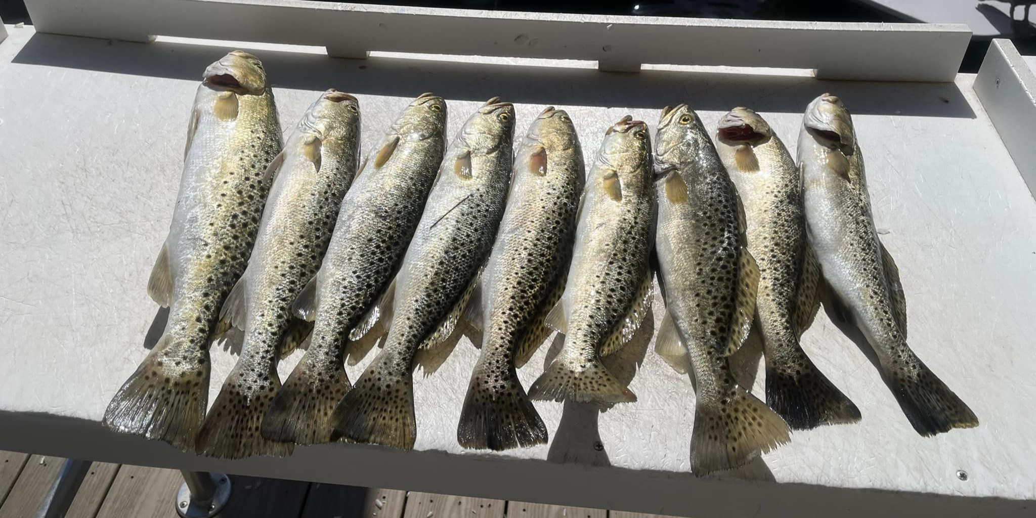 Crystal River Fishing Charters | 4 Hours and 7 Hour Trip