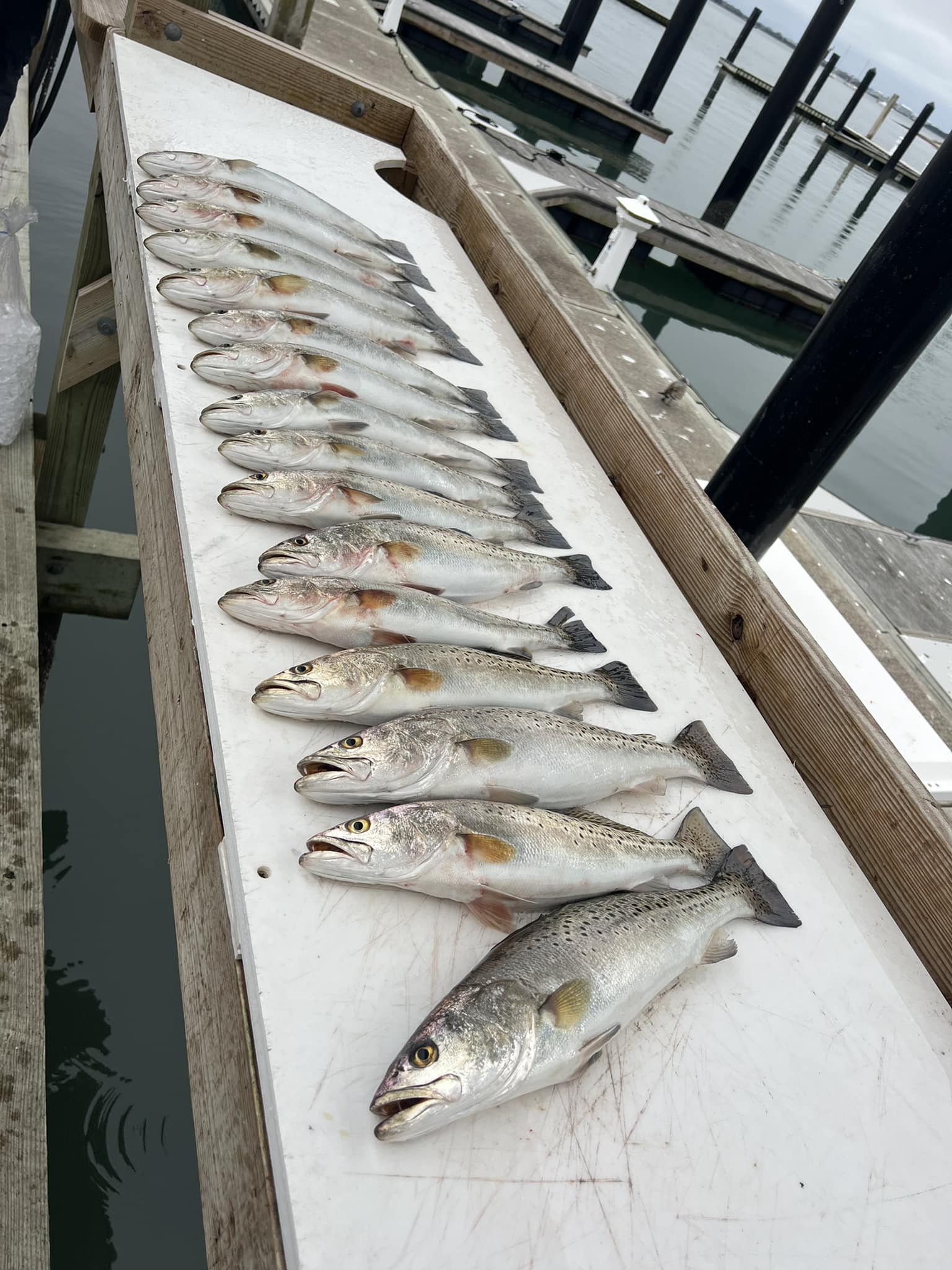 Four fish caught in Morehead City