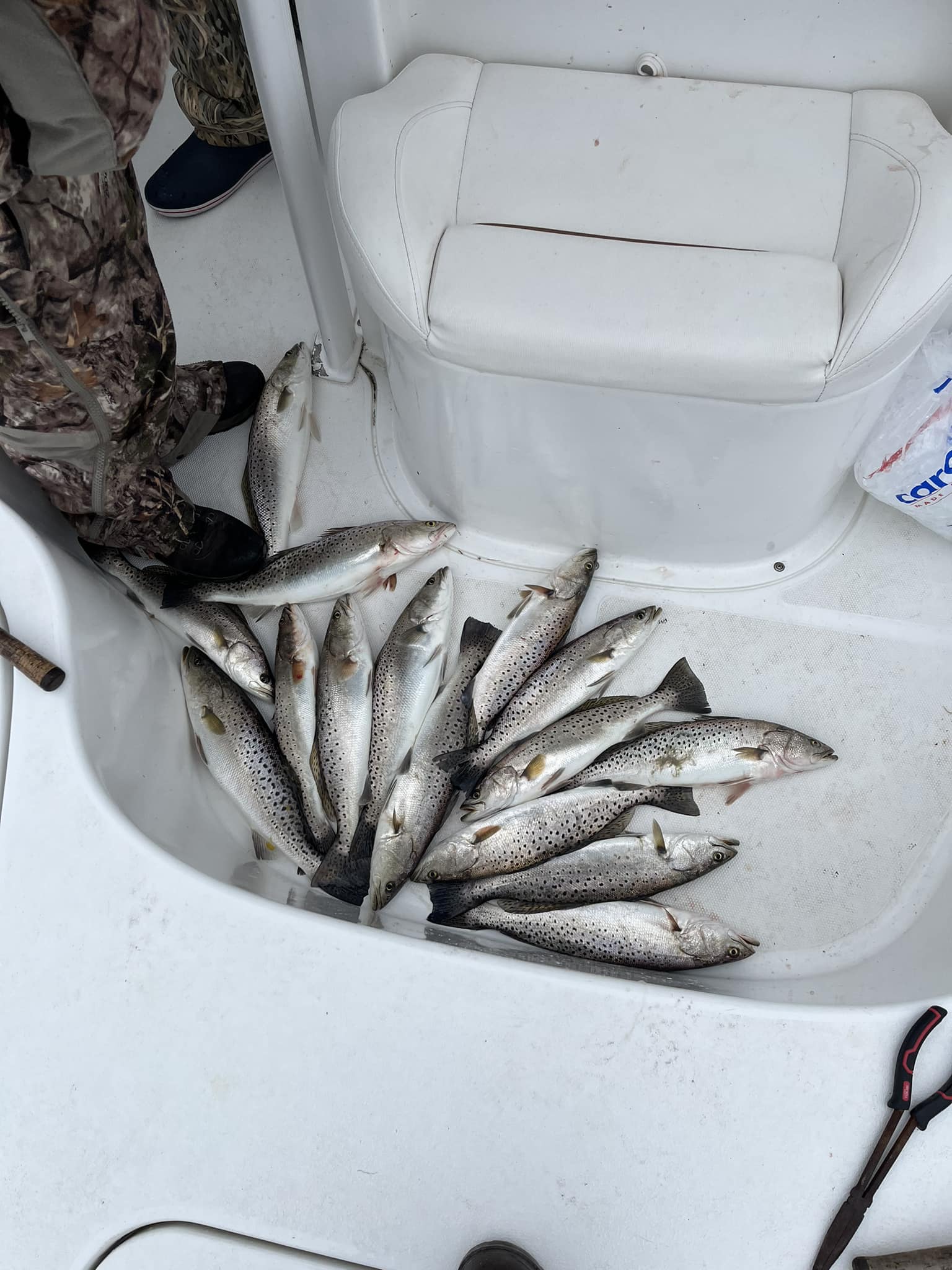 6 spotted weakfish caught in Morehead City