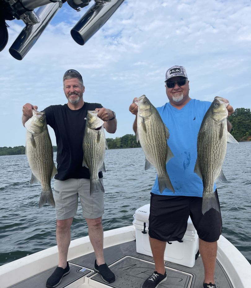 Four big hybrid striped bass caught in Mt. Juliet, Tennessee