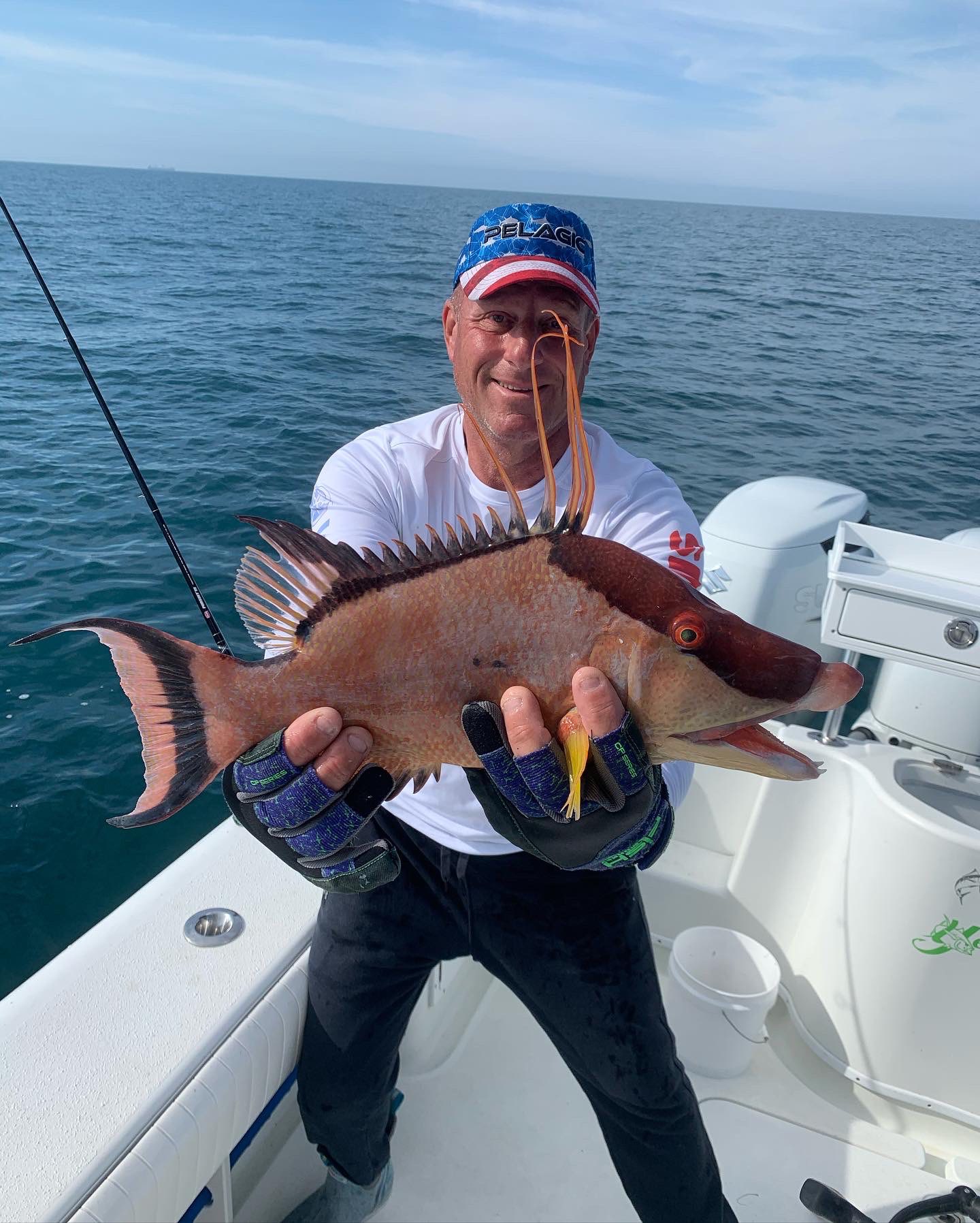 Hogfish caught while on a fishing cruise in Treasure Island