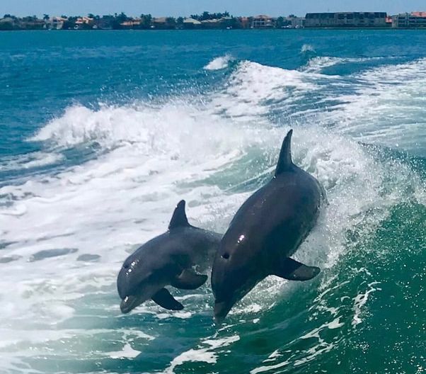 Dolphin sightseeing tour boat on Treasure Island FL waters with passengers viewing dolphins
