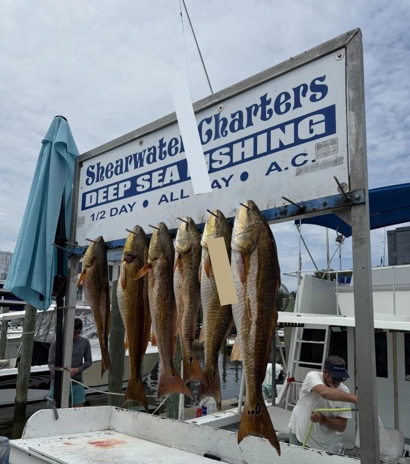 Six redfish hanging on display rack at Skearwater Deep Sea Fishing charter dock in Biloxi MS