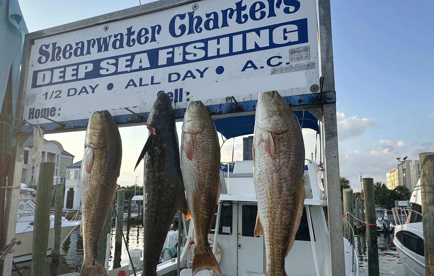 Four large redfish hanging on display rack at Shearwater Charters marina in Biloxi MS after successful deep sea fishing trip