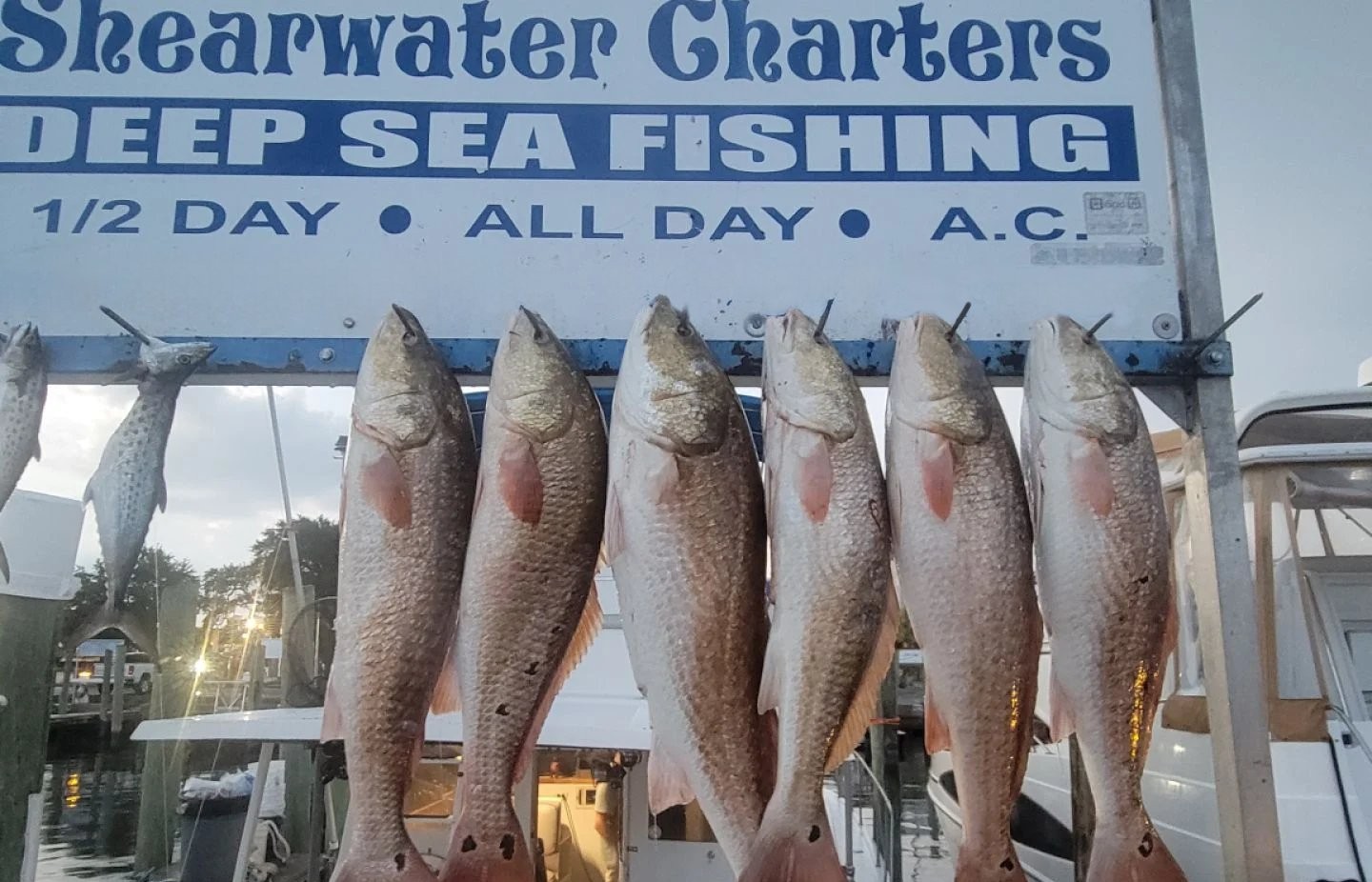 Six redfish and one Spanish mackerel hanging on display rack at Shearwater Charters in Biloxi MS