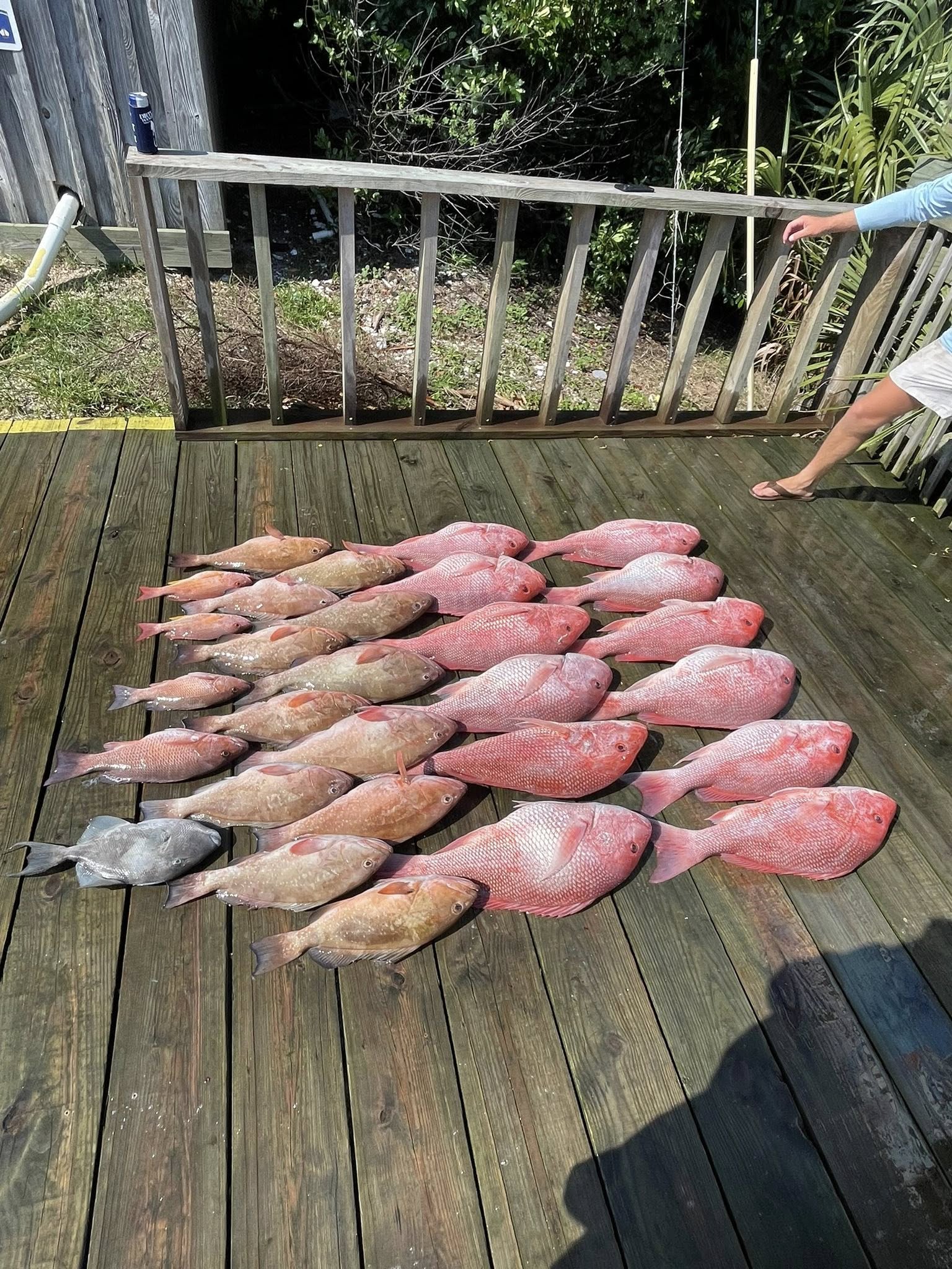 Fresh caught red snapper, red grouper, and grey triggerfish displayed on wooden dock in Carrabelle FL