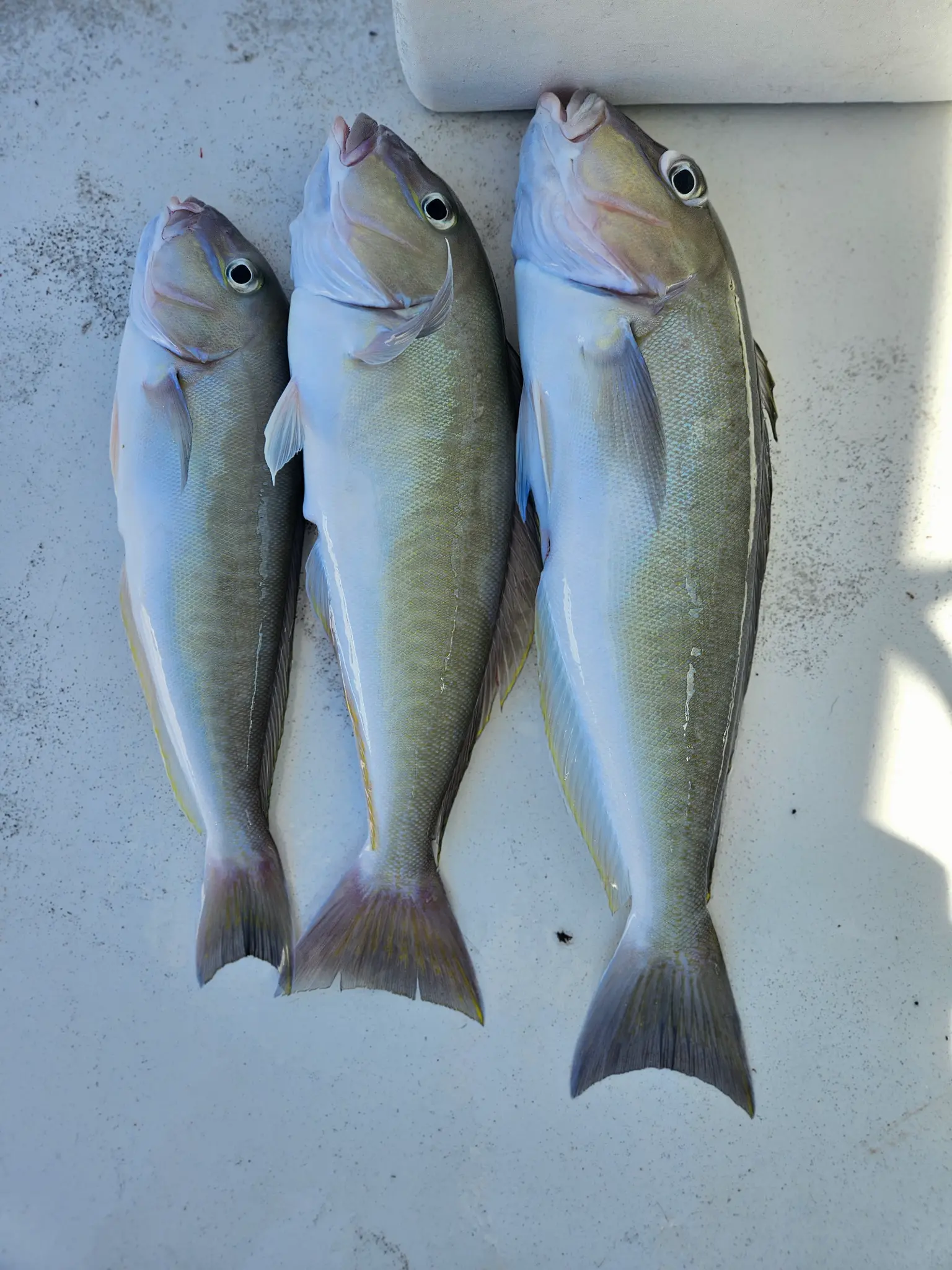 Three fresh caught fish laid out on boat deck in Boynton Beach FL
