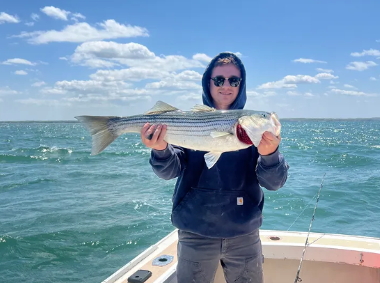 Striped bass caught while fishing in MA