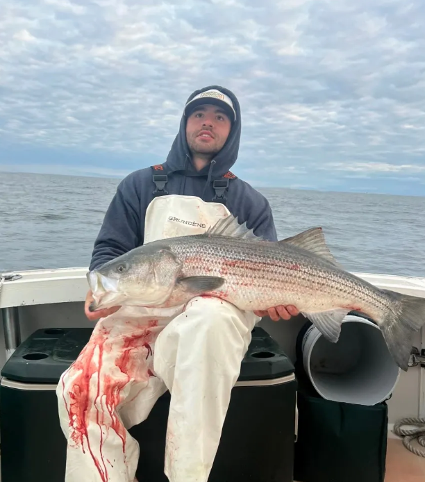 Striped Bass caught in MA on fishing trip
