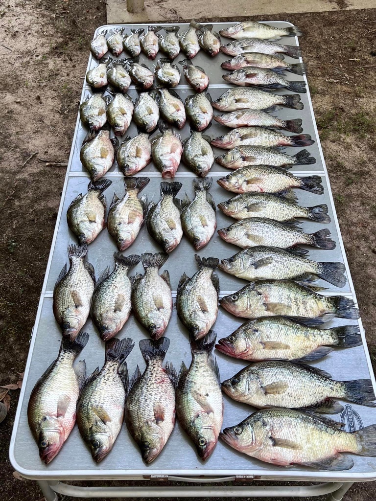 13 white crappie fish caught while fishing in Lafayette