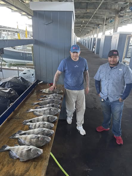 Black drum fishing catch displayed on boat deck in Galveston TX